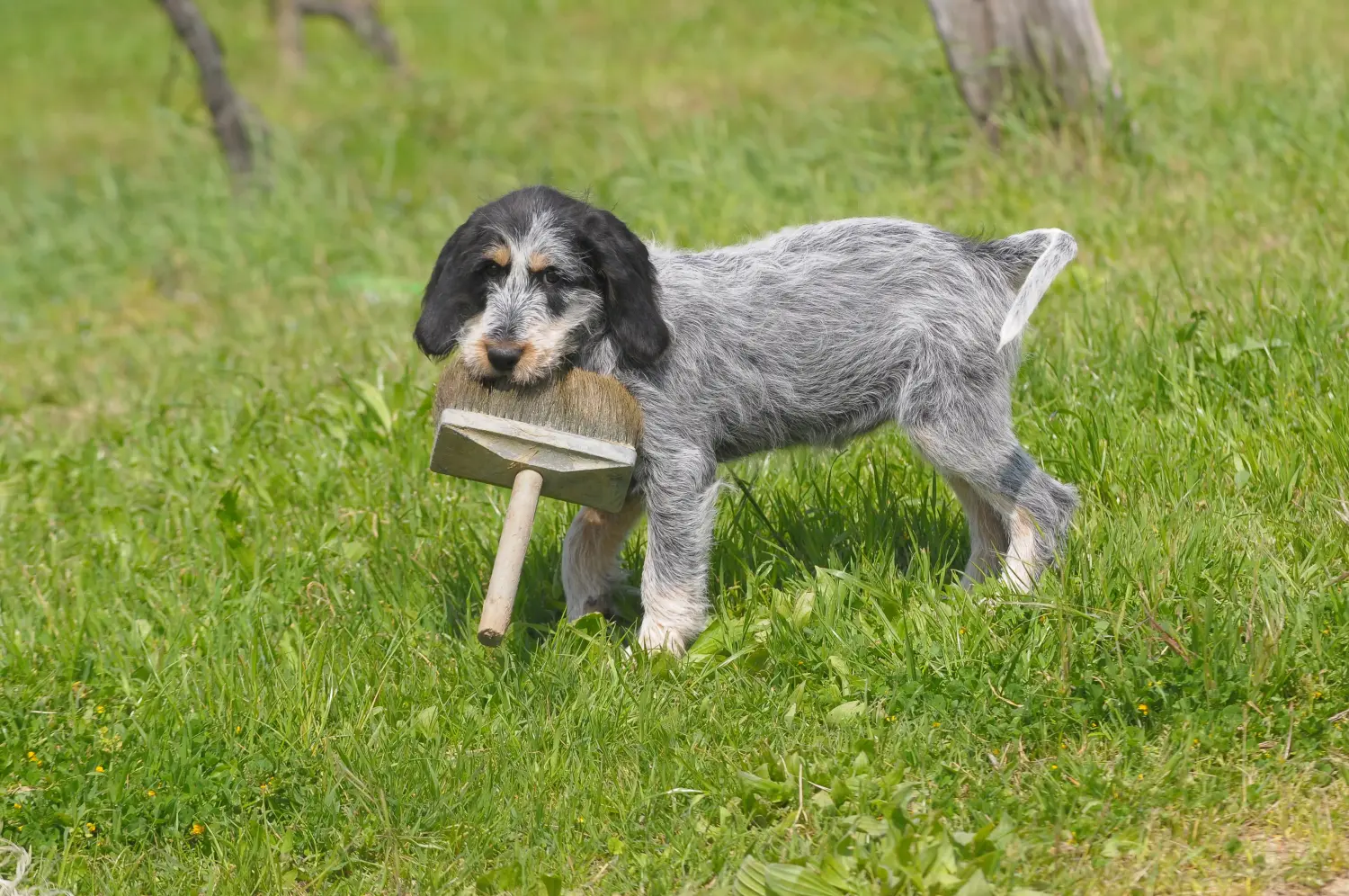 Koupit si štěně Griffon Bleu de Gascogne znamená převzít odpovědnost! Prodám štěňata Griffon Bleu de Gascogne.