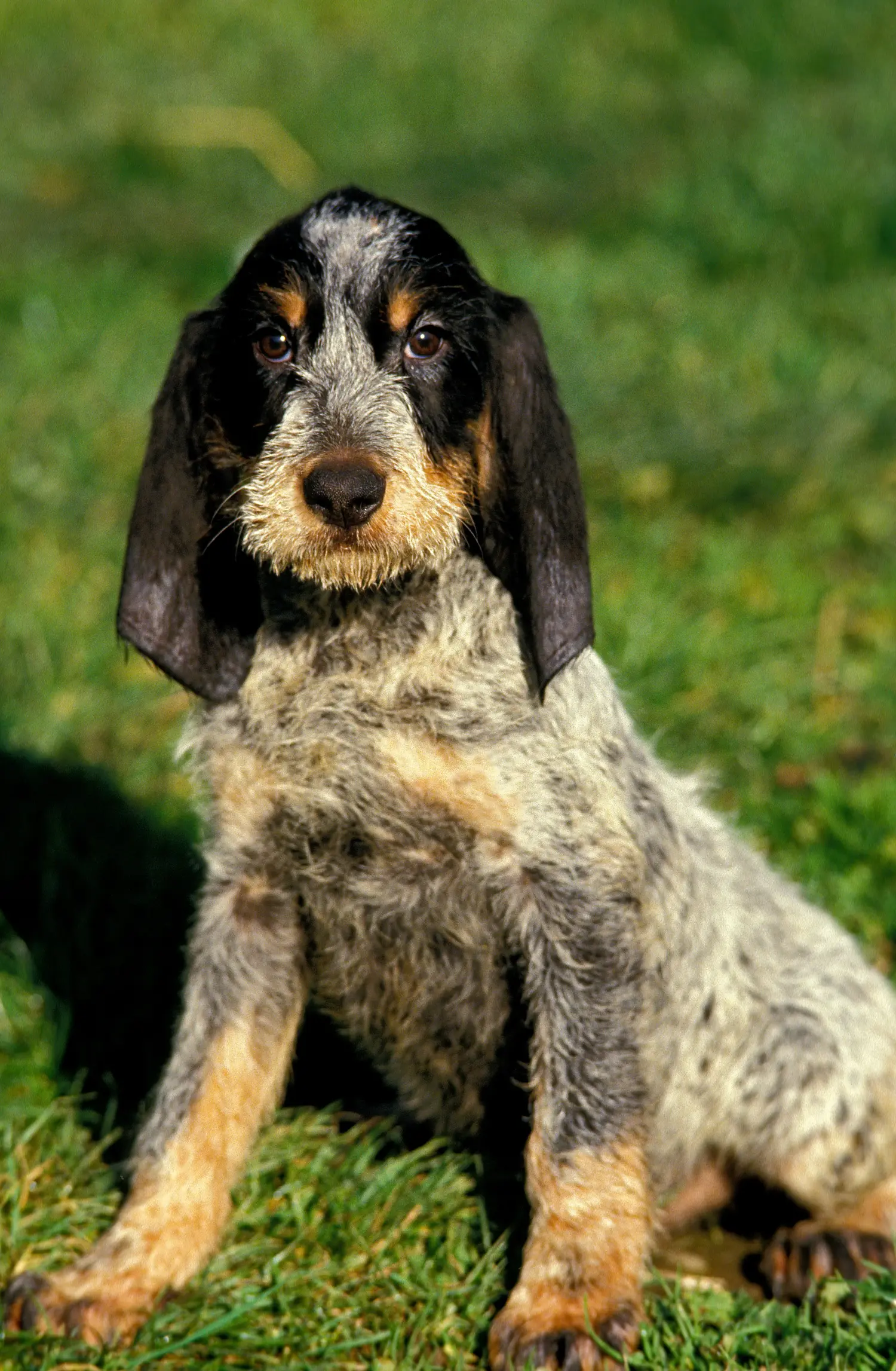 Koupit si štěně Griffon Bleu de Gascogne znamená převzít odpovědnost! Prodám štěňata Griffon Bleu de Gascogne.