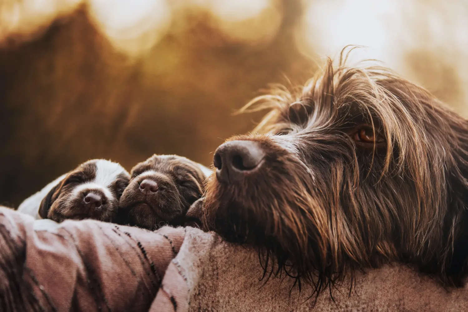 Koupit si štěně Griffon d'arrêt à poil dur znamená převzít odpovědnost! Prodám Griffon d'arrêt à poil dur puppies.