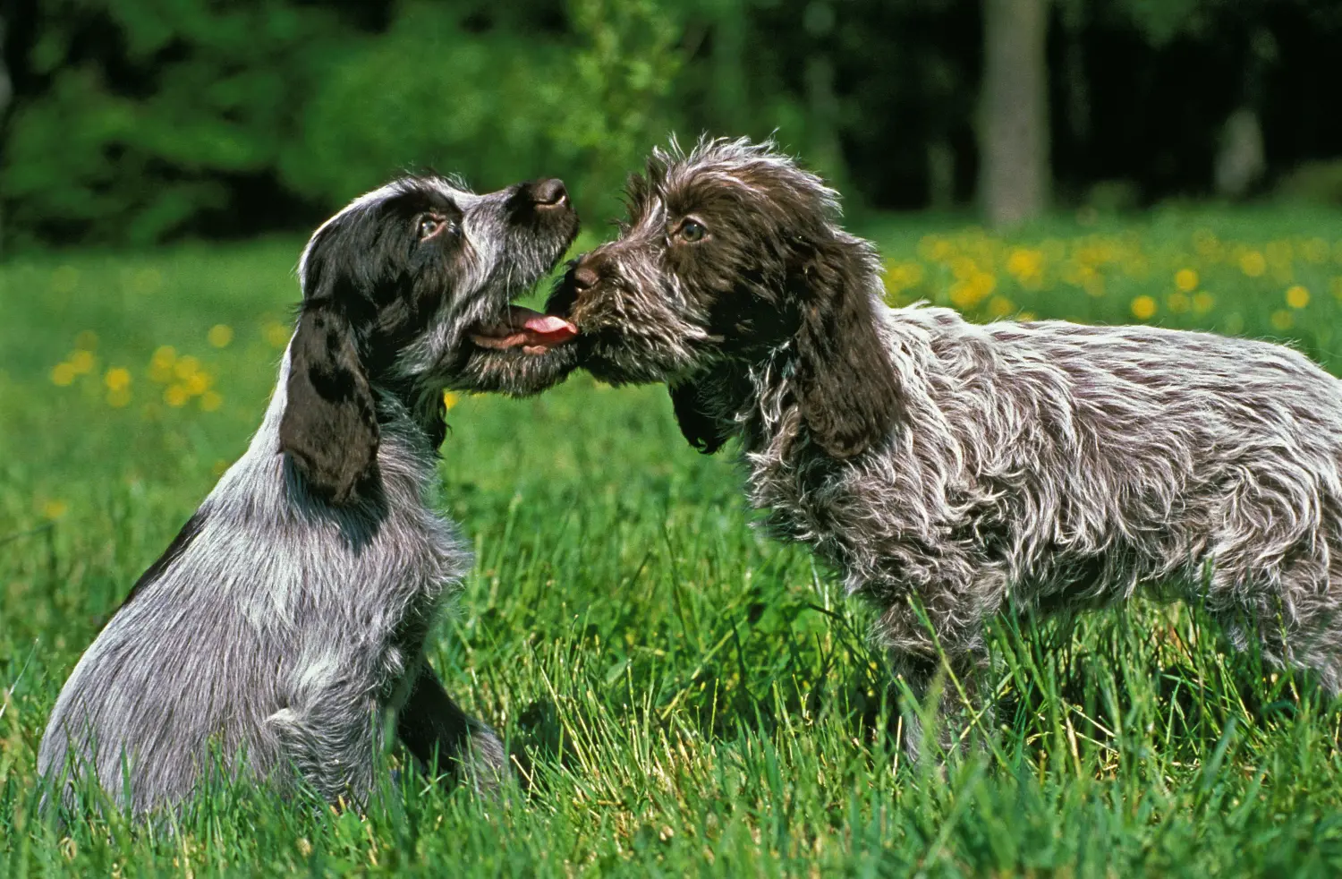 Koupit si štěně Griffon d'arrêt à poil dur znamená převzít odpovědnost! Prodám Griffon d'arrêt à poil dur puppies.