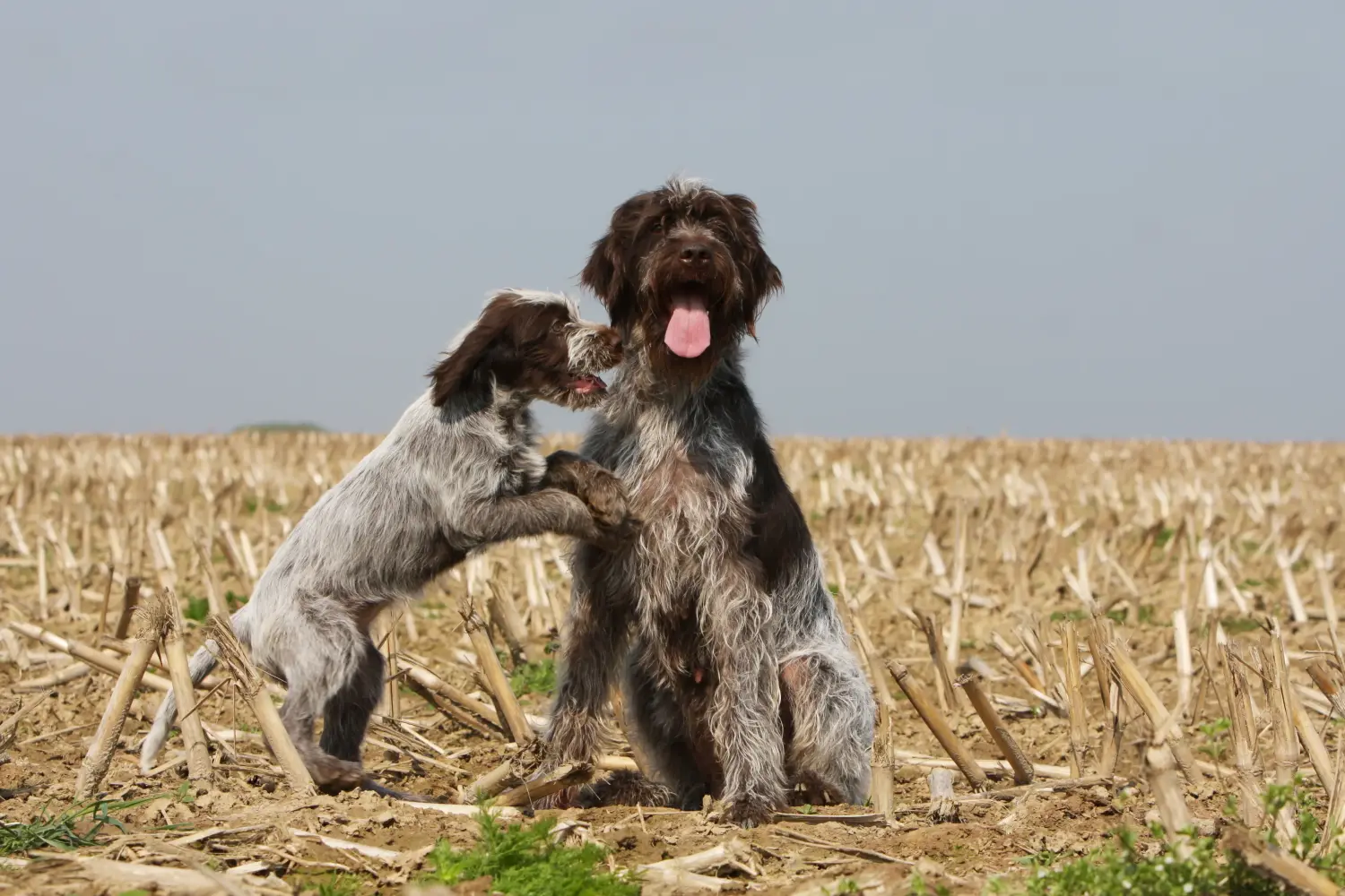 Koupit si štěně Griffon d'arrêt à poil dur znamená převzít odpovědnost! Prodám Griffon d'arrêt à poil dur puppies.