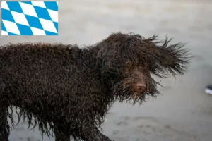 Přečtete si více ze článku Chovatelé irských vodních španělů a štěňat v Bavorsku