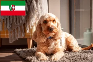 Přečtete si více ze článku Chovatelé kokršpanělů a štěňat v Severním Porýní-Vestfálsku