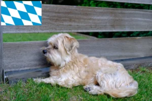 Přečtete si více ze článku Chovatelé a štěňata Kyi Leo v Bavorsku