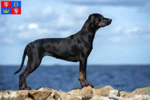 Přečtete si více ze článku Louisiana Catahoula leopardí pes chovatel a štěňata v Hradci Králové