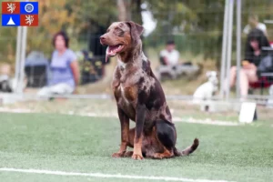 Přečtete si více ze článku Louisiana Catahoula leopardí pes chovatel a štěňata v Liberci