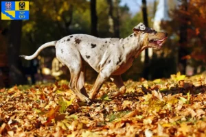 Přečtete si více ze článku Louisiana Catahoula leopardí pes chovatel a štěňata v Olomouci