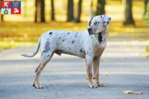 Přečtete si více ze článku Louisiana Catahoula leopardí pes chovatel a štěňata v Pardubicích
