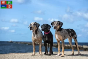 Přečtete si více ze článku Louisiana Catahoula leopardí pes chovatel a štěňata v Ústí