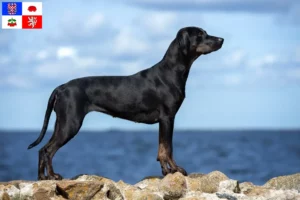 Přečtete si více ze článku Louisiana Catahoula leopardí pes chovatel a štěňata na Vysočině