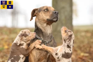 Přečtete si více ze článku Louisiana Catahoula leopardí pes chovatel a štěňata ve Zlíně