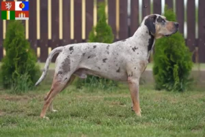Přečtete si více ze článku Louisiana Catahoula leopardí pes chovatel a štěňata v jižních Čechách