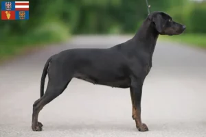 Přečtete si více ze článku Louisiana Catahoula leopardí pes chovatel a štěňata v Jižní Morava