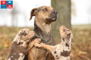 Přečtete si více ze článku Louisiana Catahoula leopardí pes chovatel a štěňata v Karlových Varech