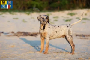 Přečtete si více ze článku Louisiana Catahoula Leopard Chovatelé a štěňata v Moravskoslezském kraji