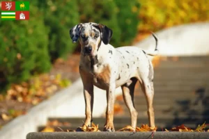 Přečtete si více ze článku Louisiana Catahoula leopardí pes chovatel a štěňata v Plzni