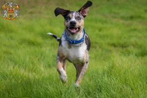 Přečtete si více ze článku Louisiana Catahoula leopardí pes chovatel a štěňata v Praze