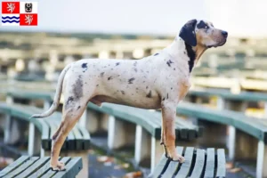 Přečtete si více ze článku Louisiana Catahoula leopardí pes chovatel a štěňata ve středních Čechách