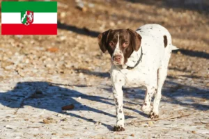 Přečtete si více ze článku Chovatelé starých dánských ohařů a štěňat v Severním Porýní-Vestfálsku