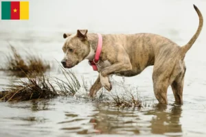 Přečtete si více ze článku Chovatelé amerických pitbulteriérů a štěňat v Kamerunu