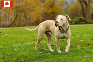 Přečtete si více ze článku Chovatelé amerických pitbulteriérů a štěňat v Kanadě