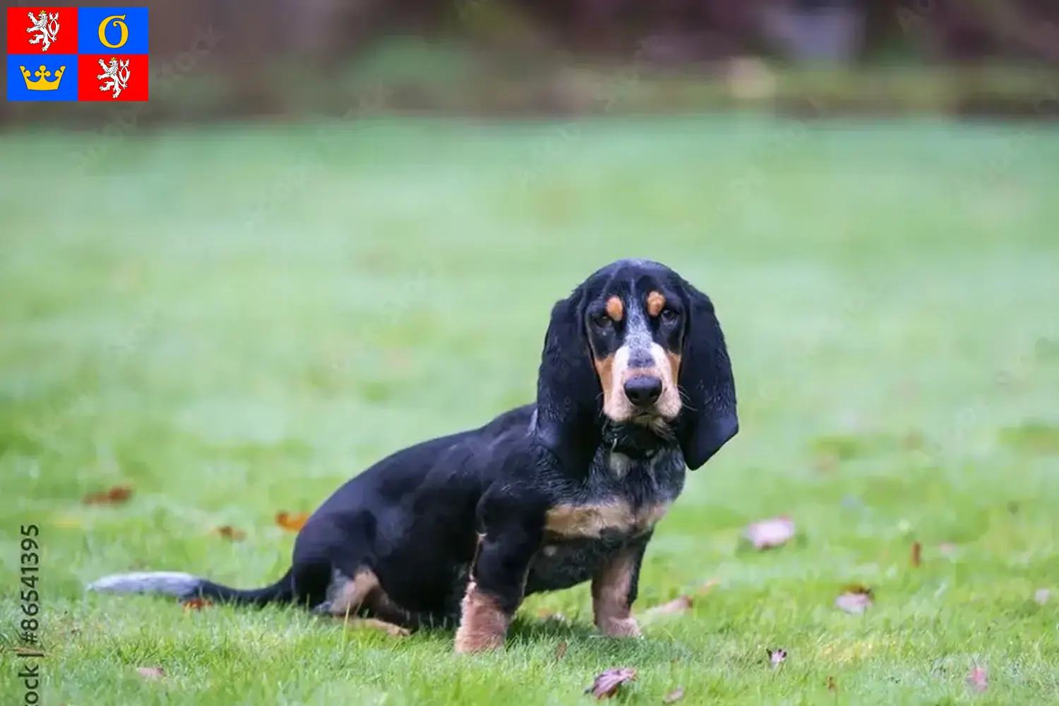 Basset bleu de Gascogne štěňata a chovatel Hradec Králové Najděte chovatele Basset bleu de Gascognes v Hradci Králové.