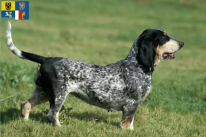 Přečtete si více ze článku Chovatelé a štěňata basset bleu de Gascogne v Moravskoslezském kraji