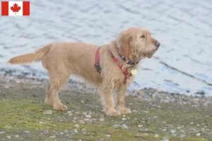 Přečtete si více ze článku Basset fauve de Bretagne chovatelé a štěňata v Kanadě