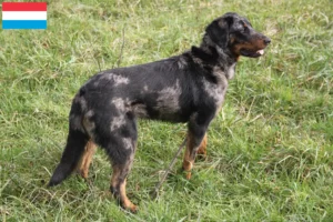 Přečtete si více ze článku Chovatelé beauceronů a štěňat v Lucembursku