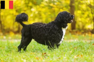 Přečtete si více ze článku Chovatelé a štěňata Cão de Agua português v Belgii