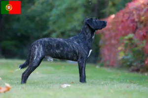 Přečtete si více ze článku Cão Fila de São Miguel chovatelé a štěňata v Portugalsku