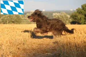 Přečtete si více ze článku Chovatelé ovčáckých pudlů a štěňat v Bavorsku