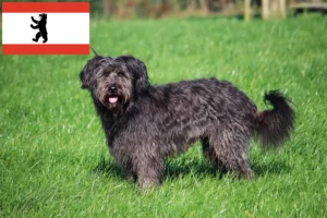 Přečtete si více ze článku Chovatelé ovčích pudlů a štěňat v Berlíně
