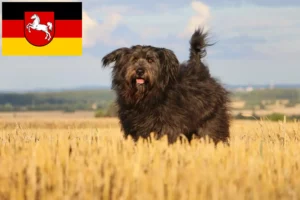 Přečtete si více ze článku Chovatelé ovčáckých pudlů a štěňat v Dolním Sasku