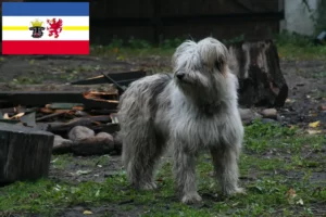 Přečtete si více ze článku Chovatelé ovčáckých pudlů a štěňat v Meklenbursku-Předním Pomořansku