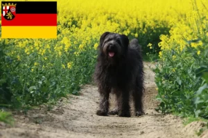 Přečtete si více ze článku Chovatelé ovčáckých pudlů a štěňat v Porýní-Falci