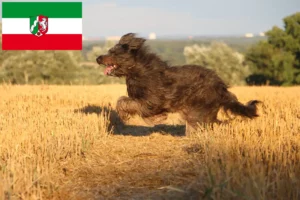 Přečtete si více ze článku Chovatelé ovčáckých pudlů a štěňat v Severním Porýní-Vestfálsku
