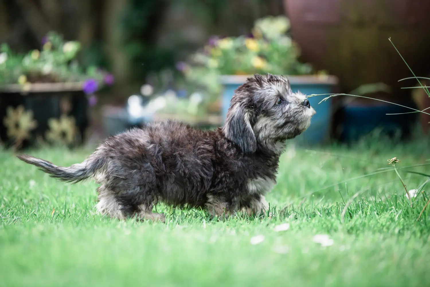 Pořídit si štěně dandie dinmont teriéra znamená převzít odpovědnost! Prodám štěňata dandie dinmont teriéra.