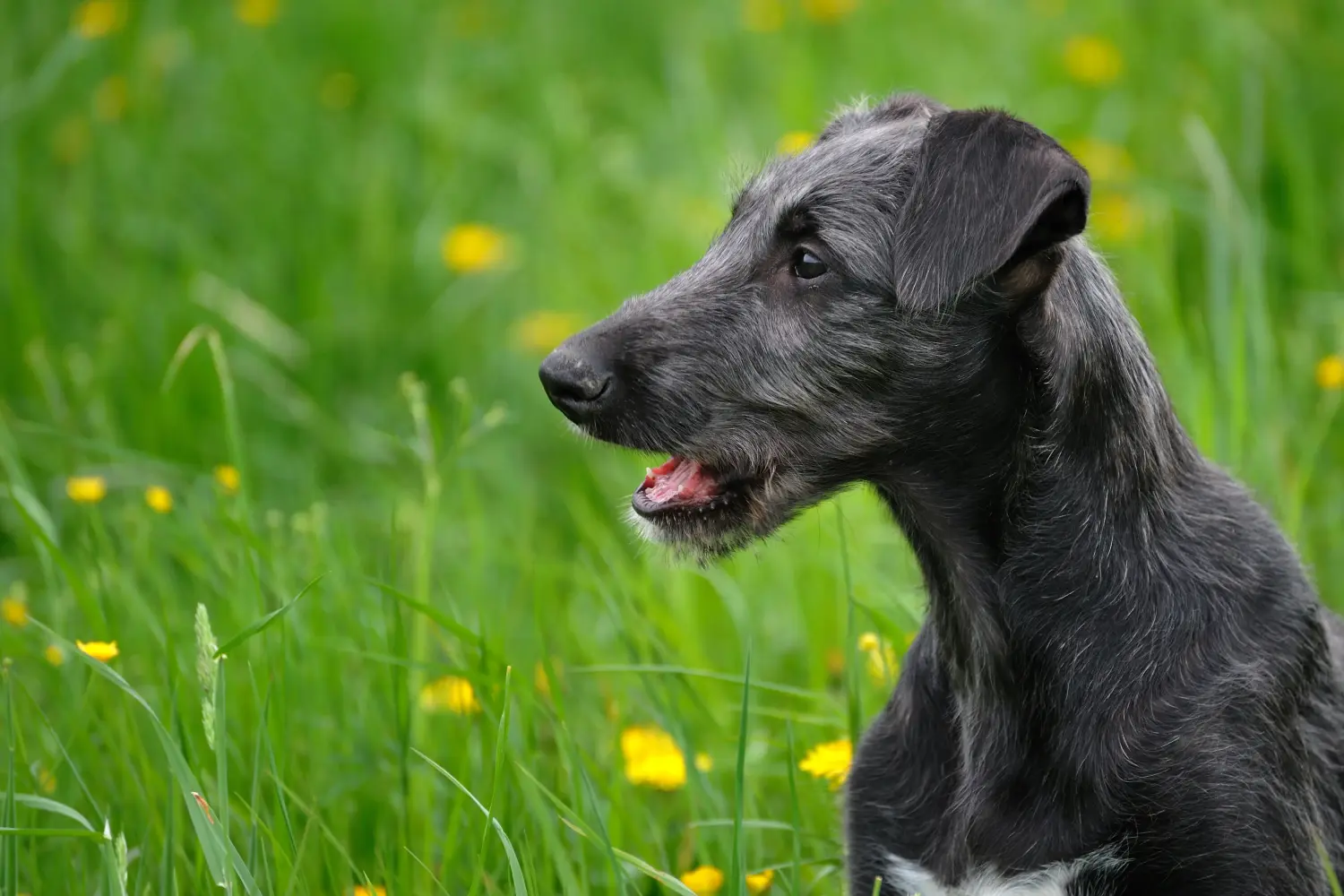 Koupit si štěně deerhounda znamená převzít odpovědnost! Prodám štěňata deerhounda.