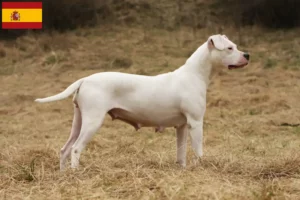 Přečtete si více ze článku Chovatelé a štěňata Dogo Argentino ve Španělsku