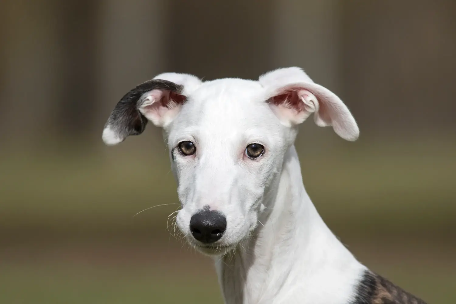Koupě štěněte Galgo Espanol znamená převzít odpovědnost! Prodám štěňata Galgo Espanol.