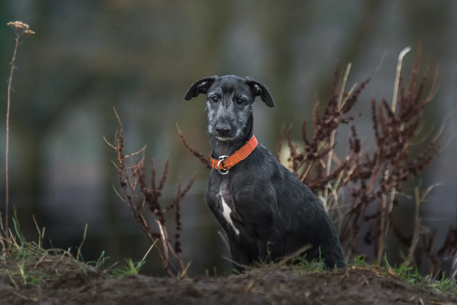 Koupě štěněte Galgo Espanol znamená převzít odpovědnost! Prodám štěňata Galgo Espanol.