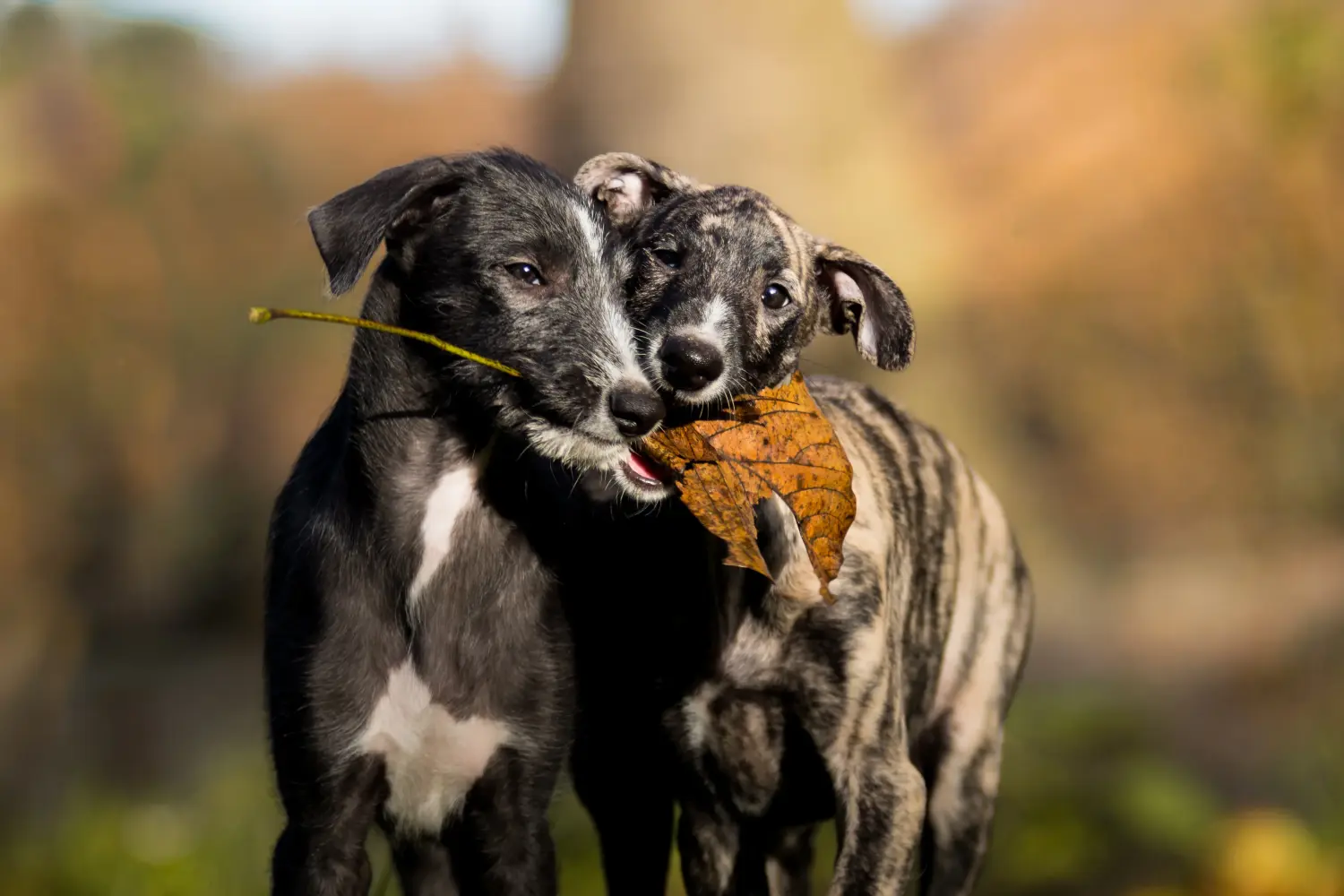 Koupě štěněte Galgo Espanol znamená převzít odpovědnost! Prodám štěňata Galgo Espanol.