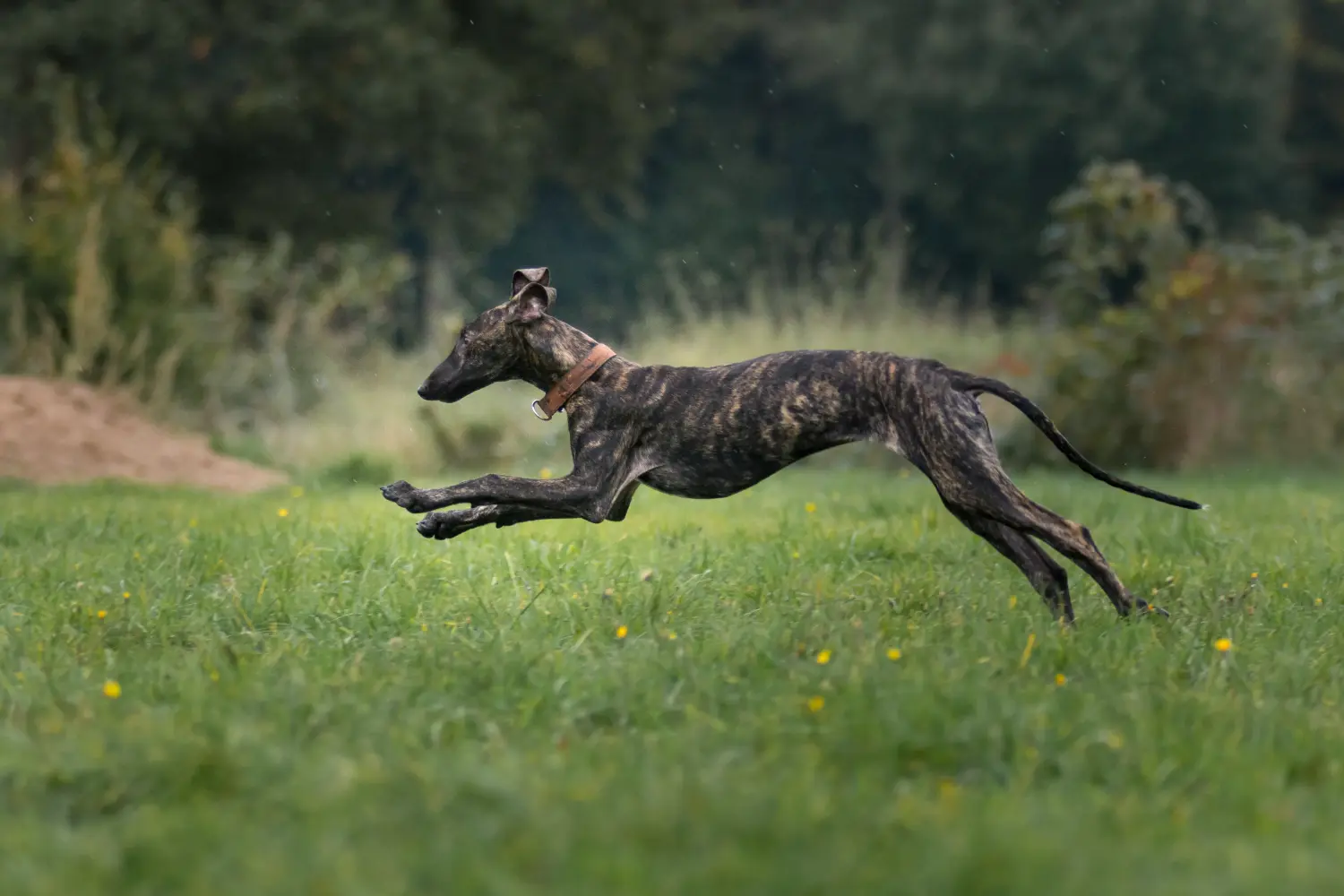 Koupě štěněte Galgo Espanol znamená převzít odpovědnost! Prodám štěňata Galgo Espanol.