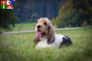 Přečtete si více ze článku Chovatelé a štěňata Grand Basset Griffon Vendéen v Jihočeském kraji