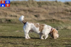 Přečtete si více ze článku Chovatelé a štěňata Grand Basset Griffon Vendéen v Liberci