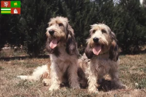 Přečtete si více ze článku Chovatelé a štěňata Grand Basset Griffon Vendéen v Plzni