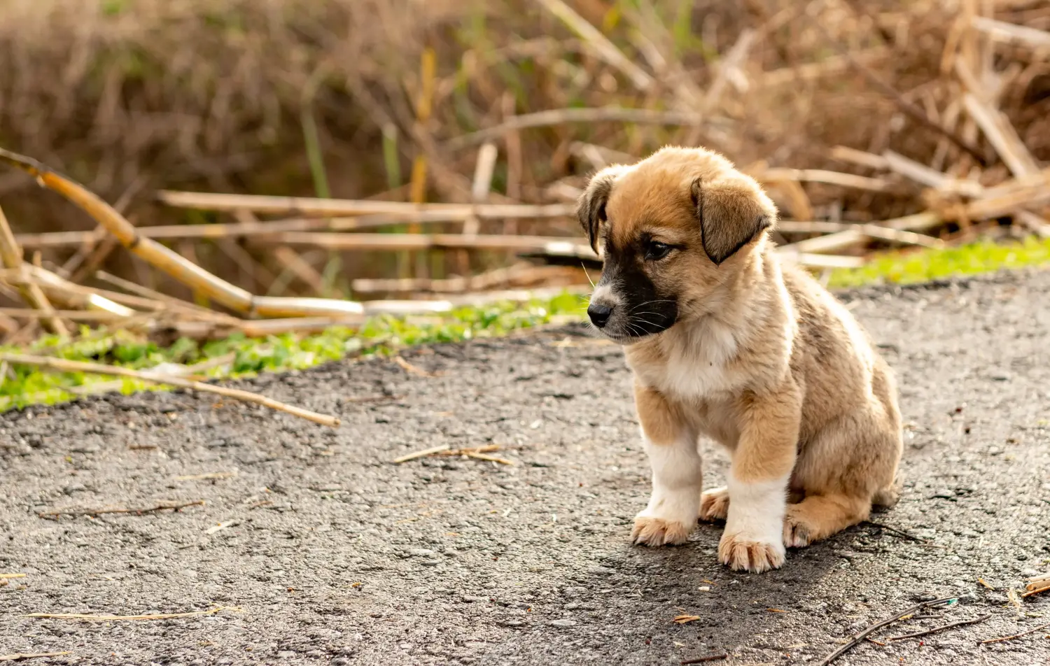 Koupit si štěně plemene Kangal znamená převzít odpovědnost! Prodám štěňata kangala.
