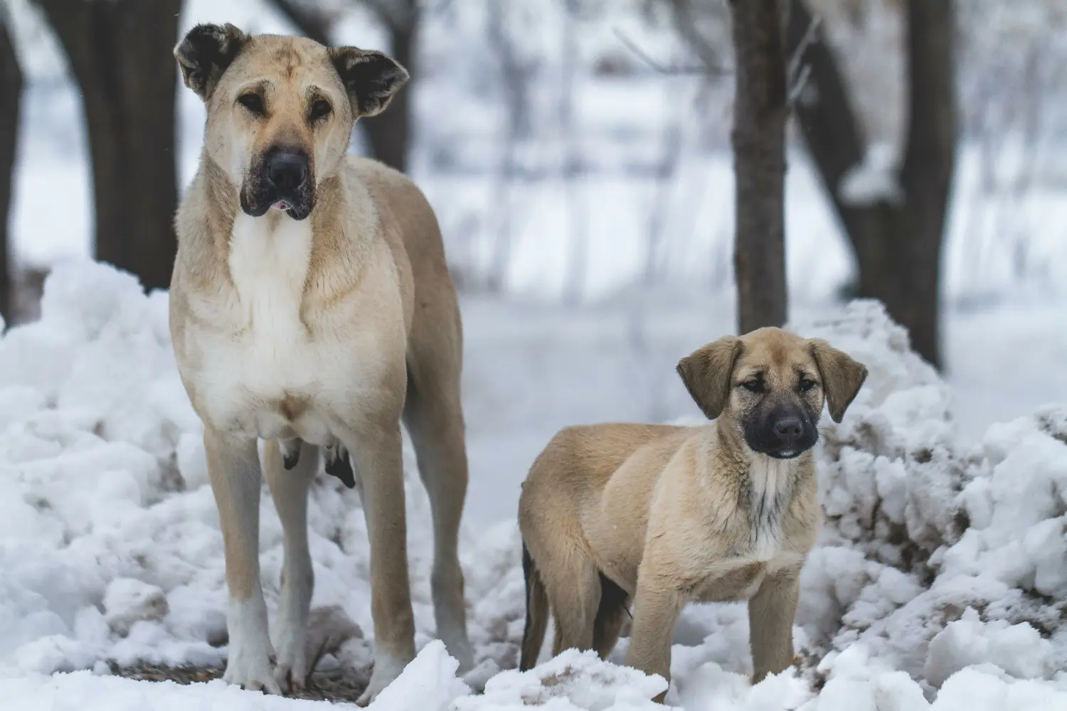 Koupit si štěně plemene Kangal znamená převzít odpovědnost! Prodám štěňata kangala.