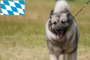 Přečtete si více ze článku Chovatelé norských losích psů a štěňat v Bavorsku